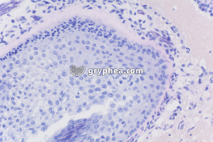 Peau avec glandes sébacées x100 - gryphea.com